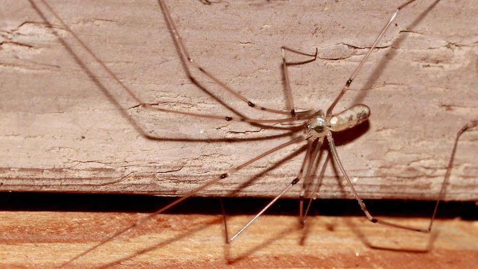 Тарантул сенокосец