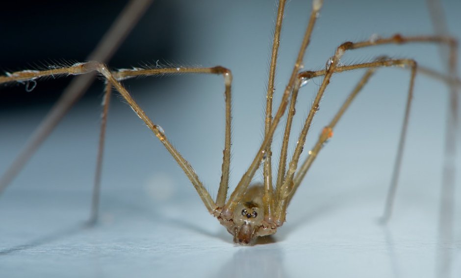 Мизгирь сенокосец