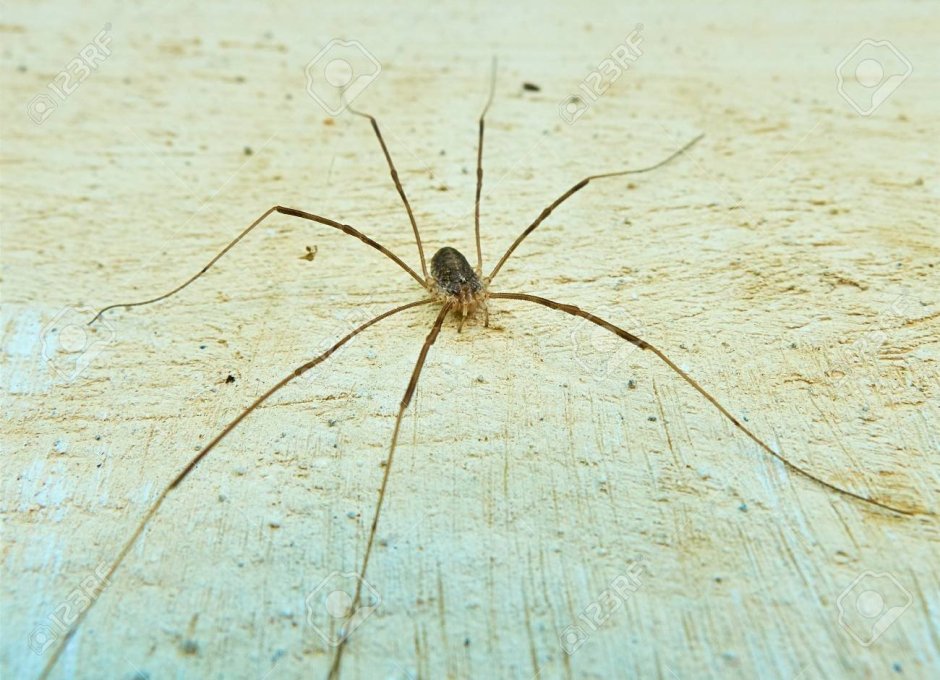 Паук с маленьким туловищем и длинными лапами