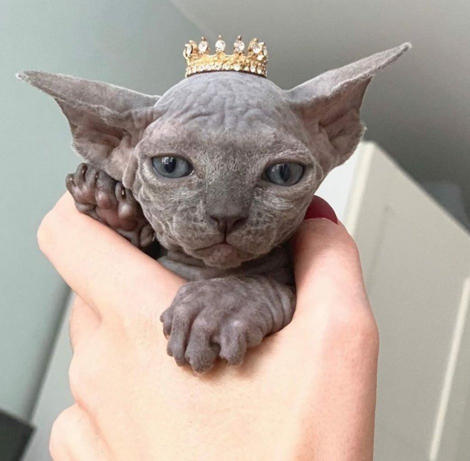Сфинкс кошка котенок
