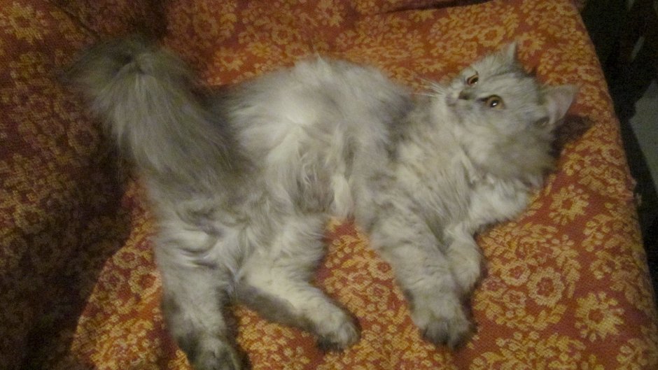 Персидский кот метис