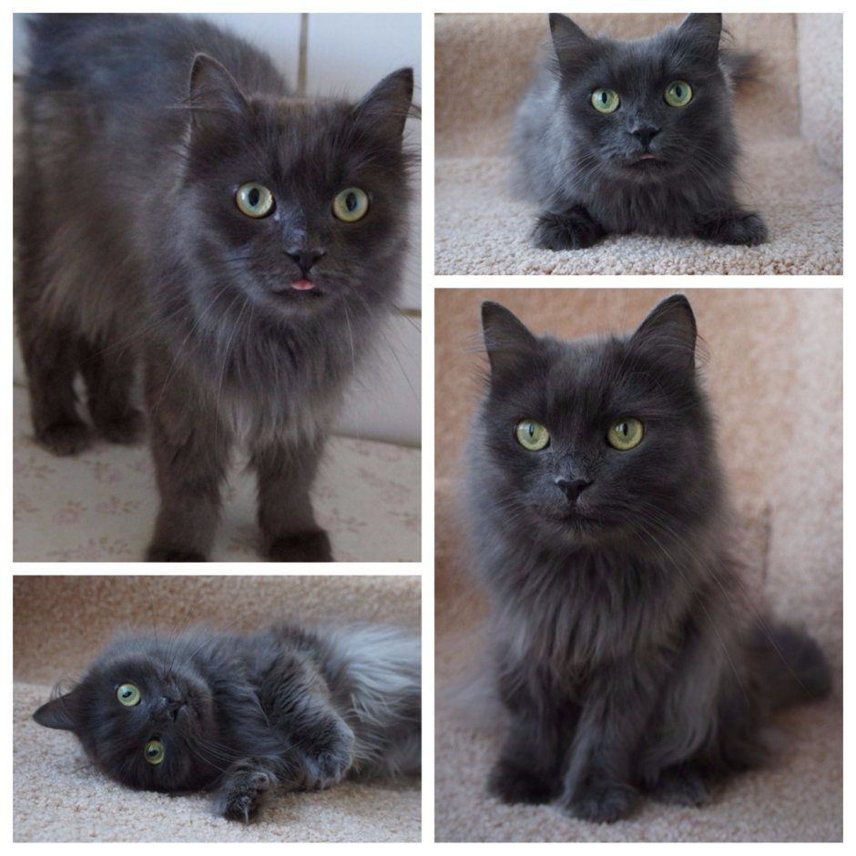 Кимрийский кот дымчатый
