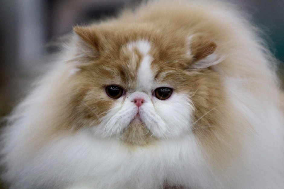 Персидский кот метис