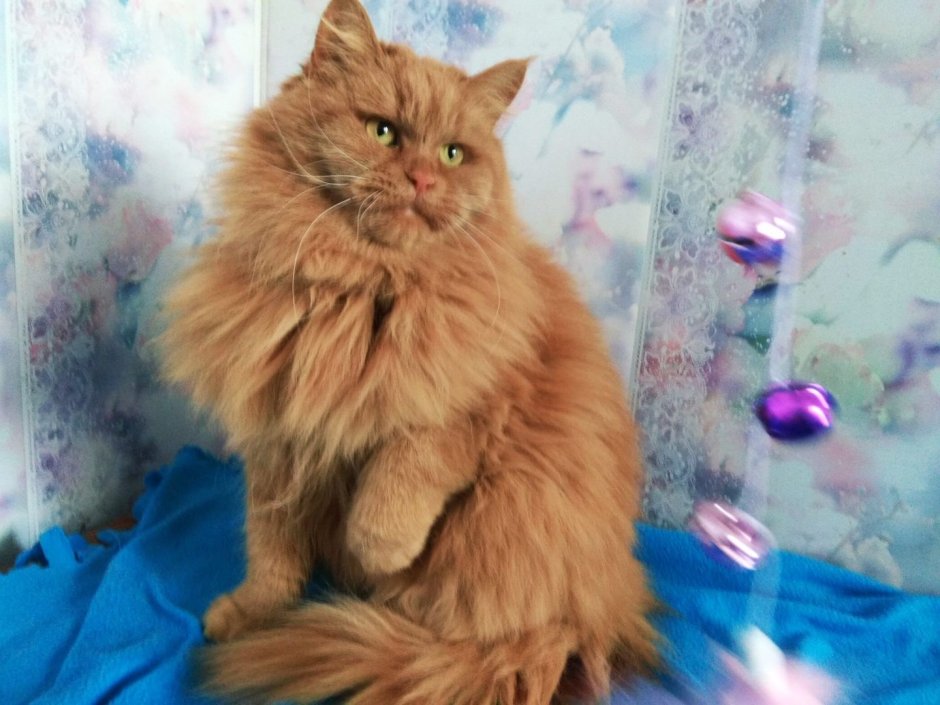 Мейн кун метис рыжий