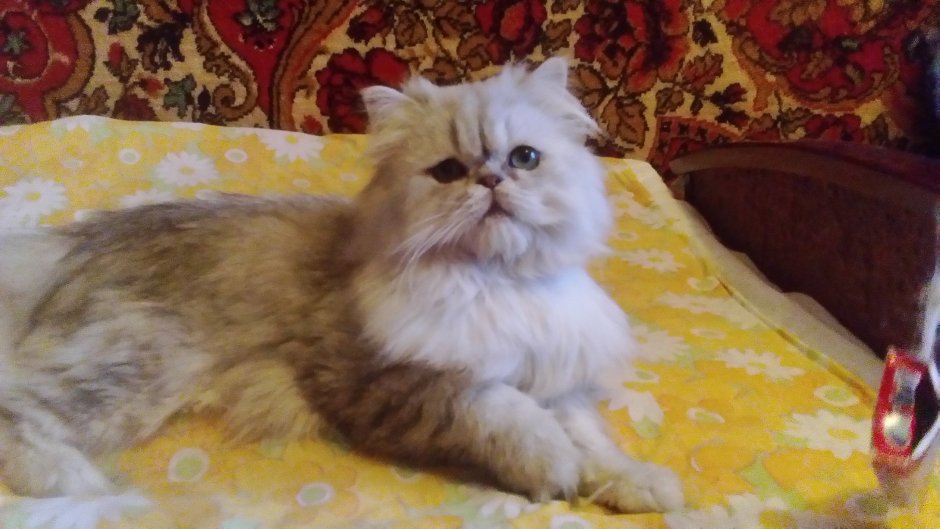 Персидская кошка