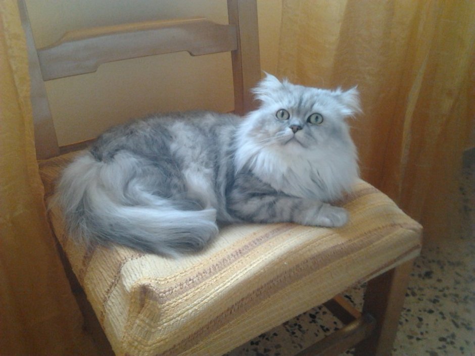 Метис шиншилла кошка