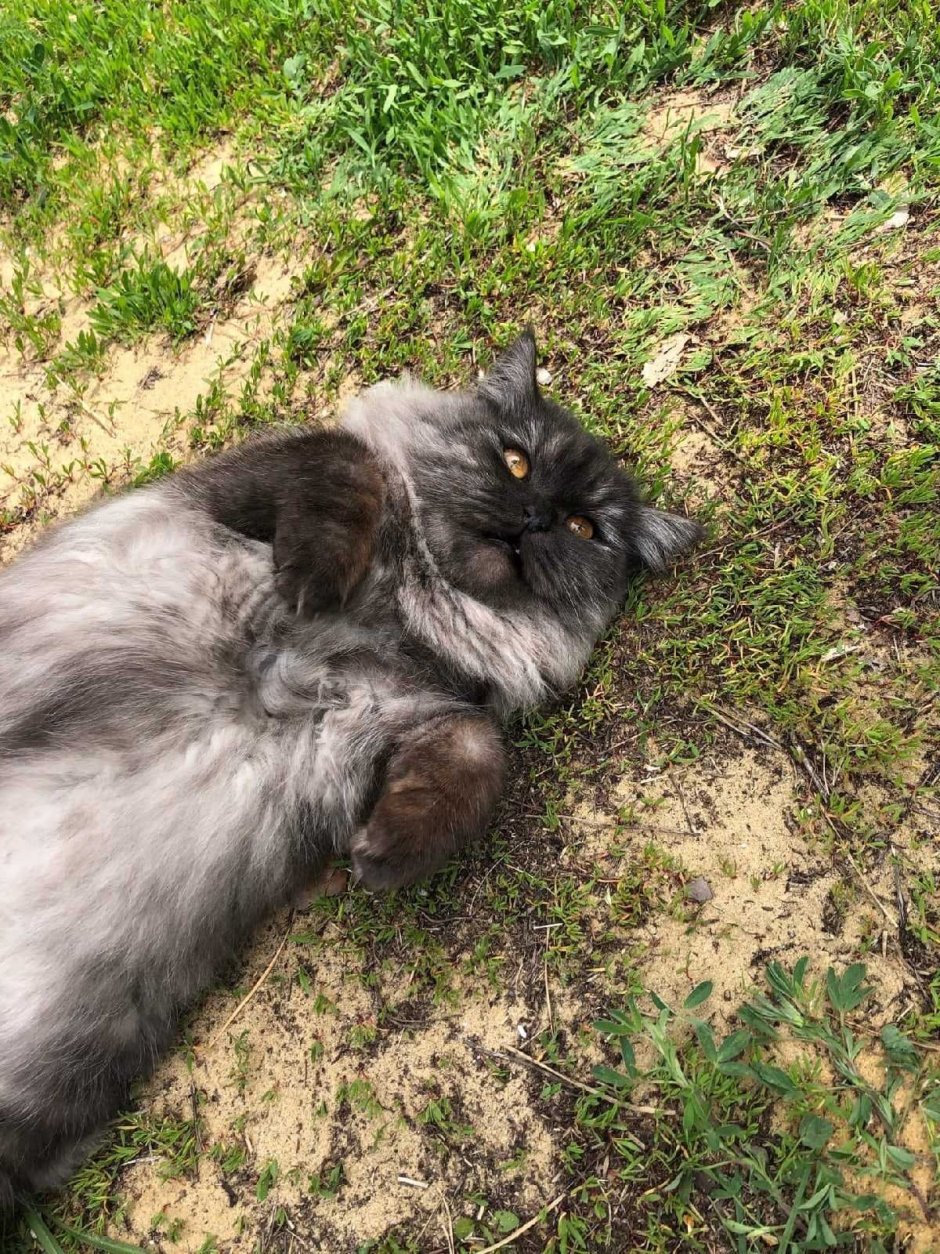 Кот полуперс рыжий