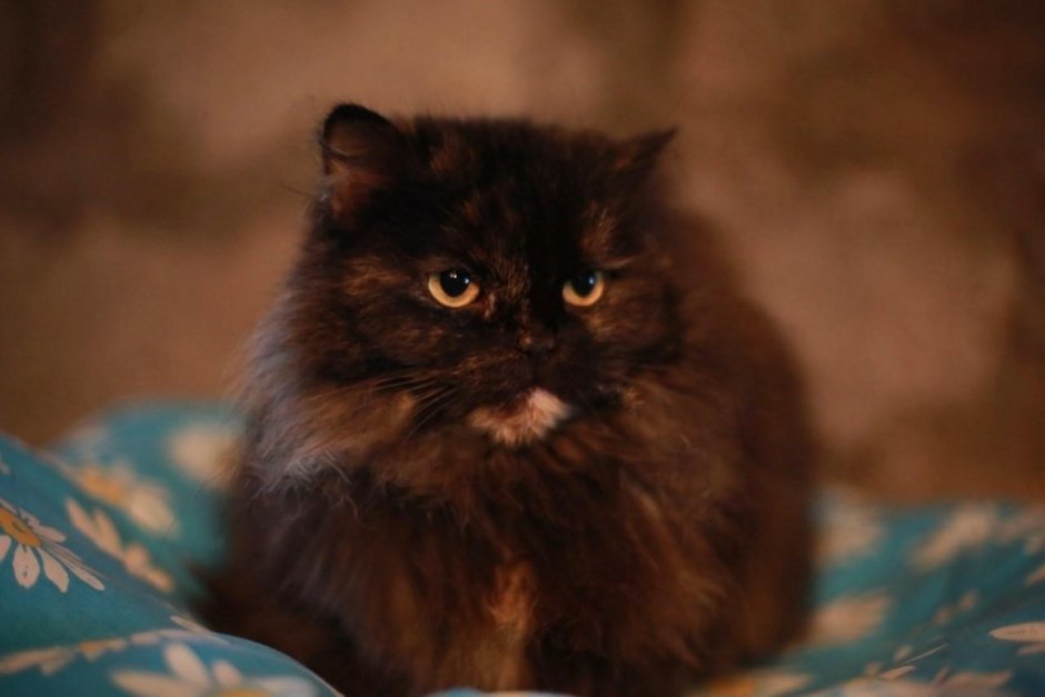 Помесь персидской кошки