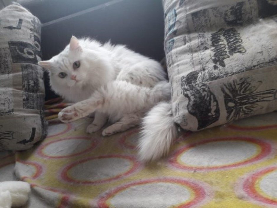 Сибирская шиншилла котята