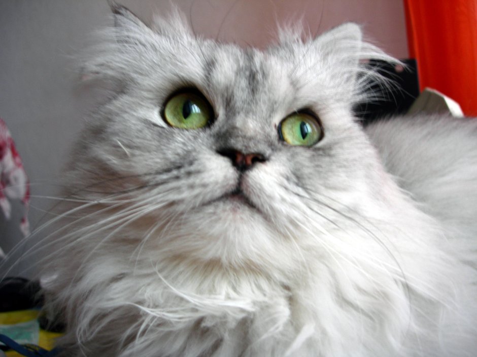 Сибирский перс кошка
