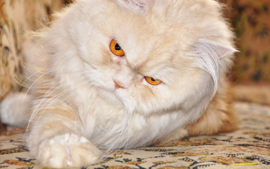 Персидская кошка