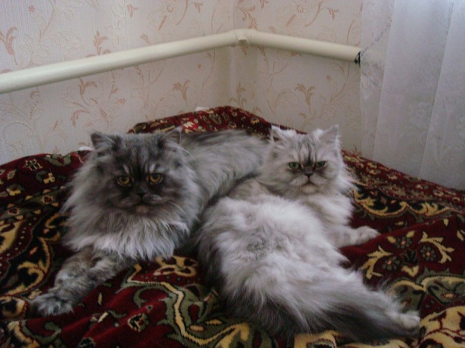 Персидский кот метис