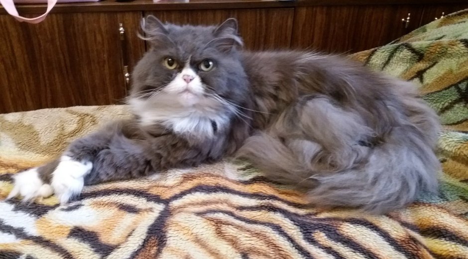 Сибирско Персидская кошка