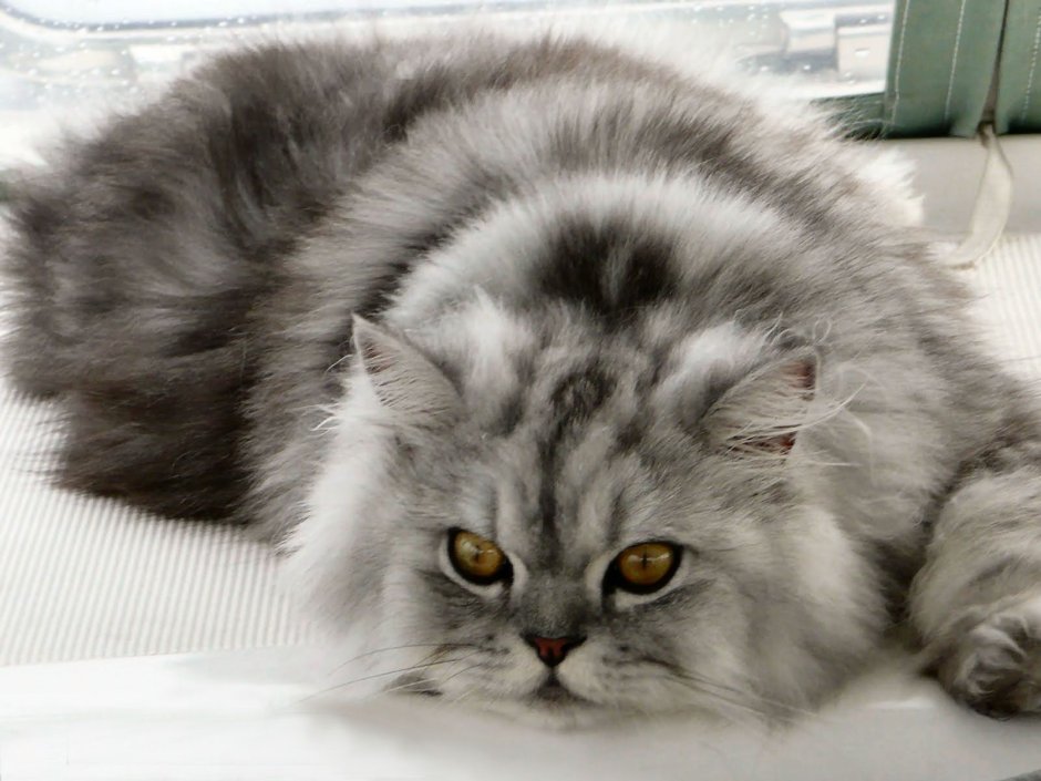 Сибирская Персидская шиншилла кошка