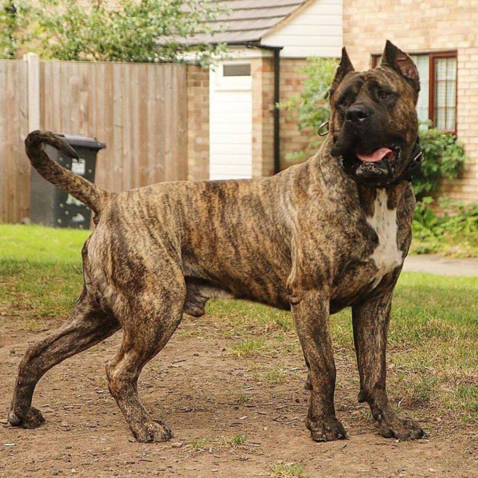 Presa Canario порода