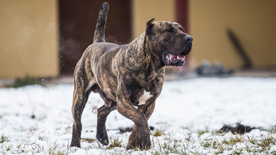 Преса Канарио Канарский дог presa Canario