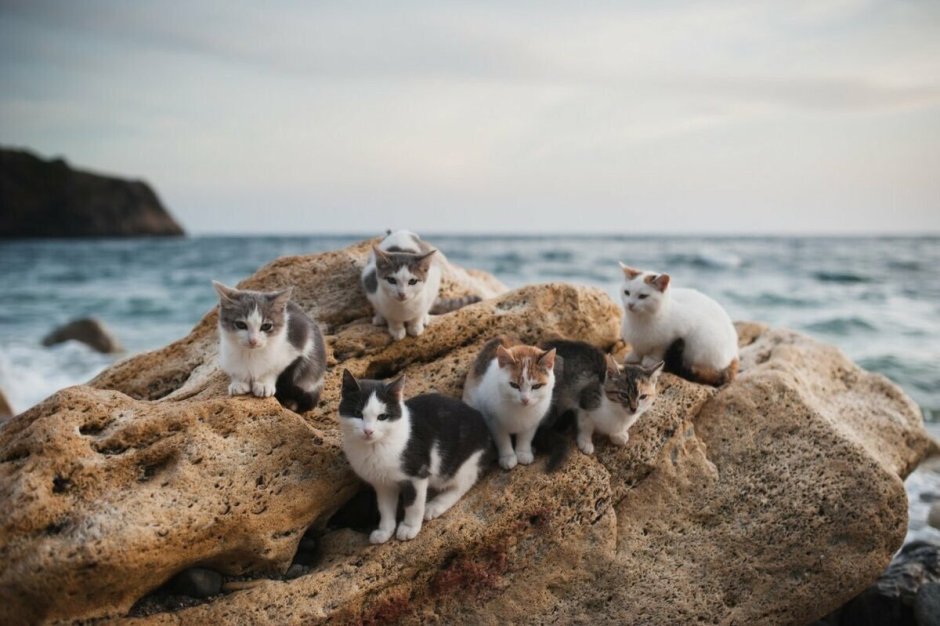 Морская кошка