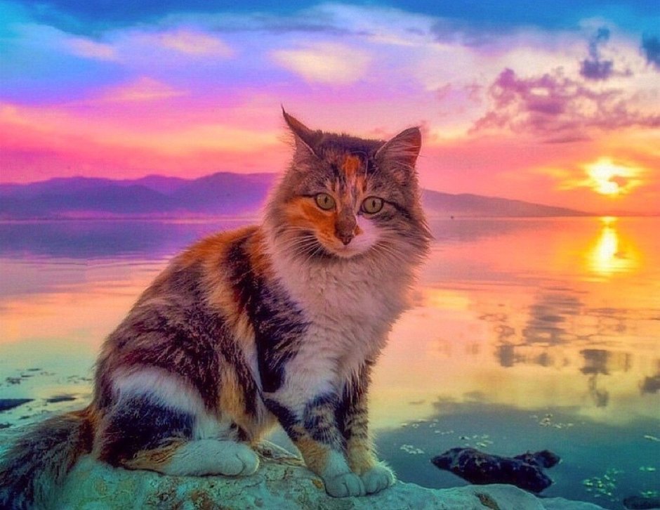 Котик на закате