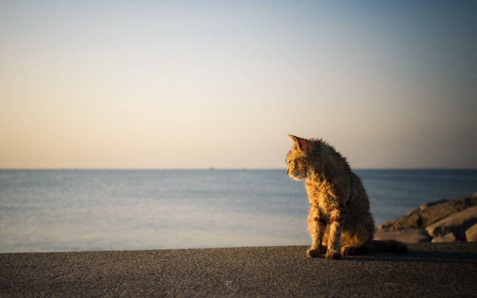 Кот на берегу моря