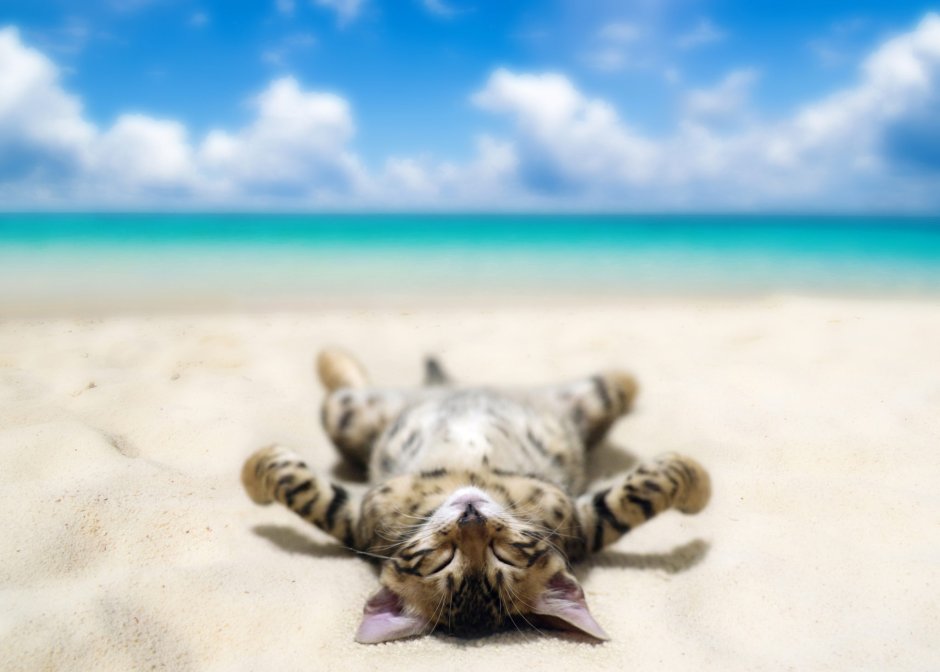 Кот отдыхает
