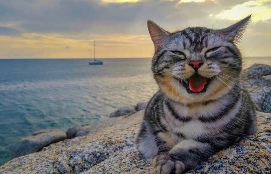 Кот на море