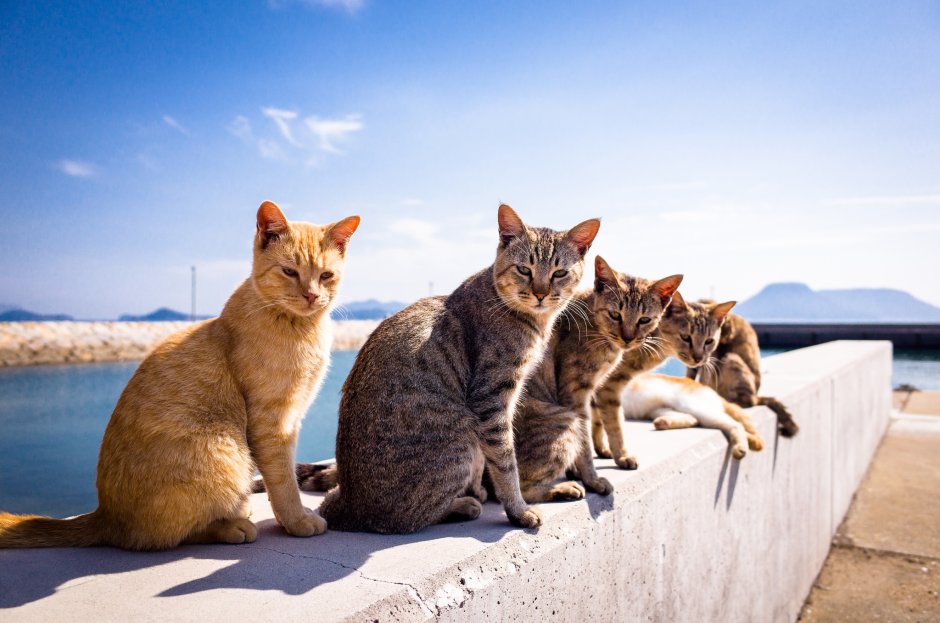 Коты и кошки