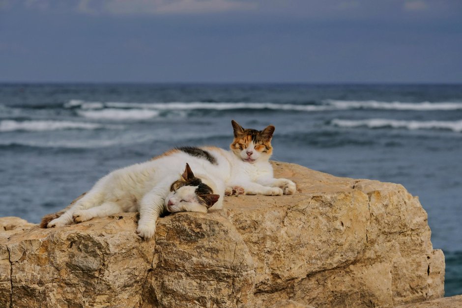 Кот на море