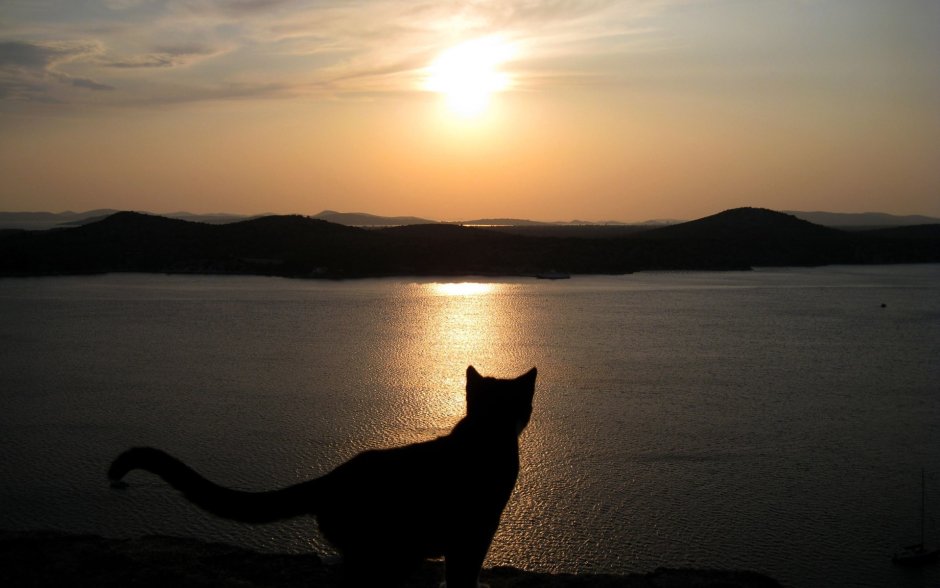 Кот на море