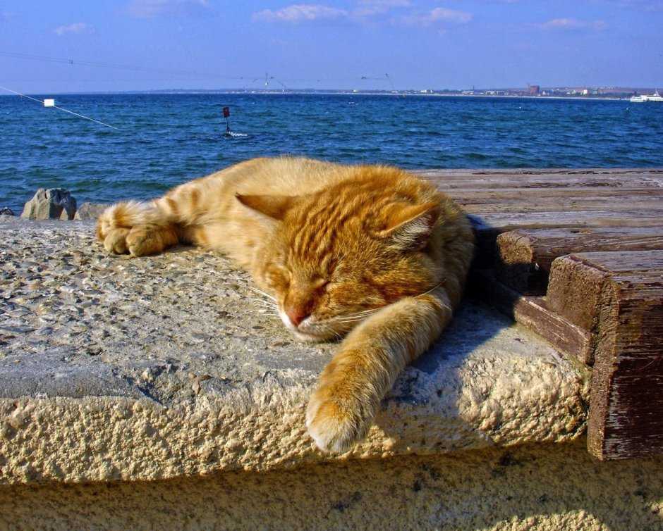 Кот отдыхает