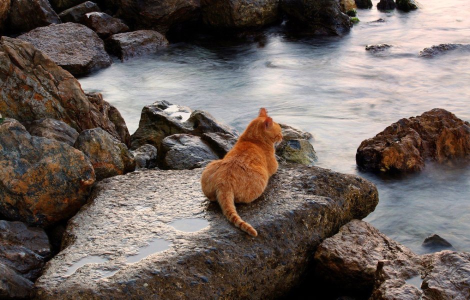 Кот на море