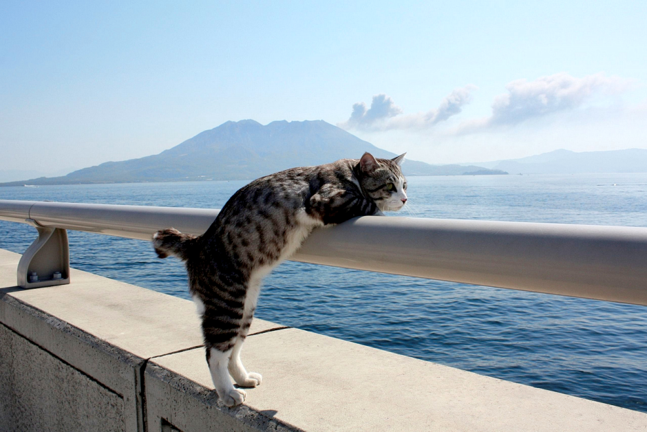 Котик на море