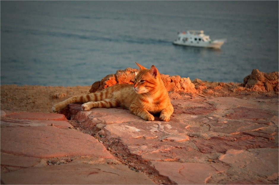 Рыжий кот на море