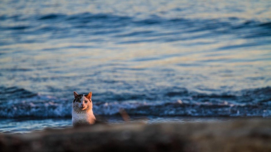 Котик на фоне моря