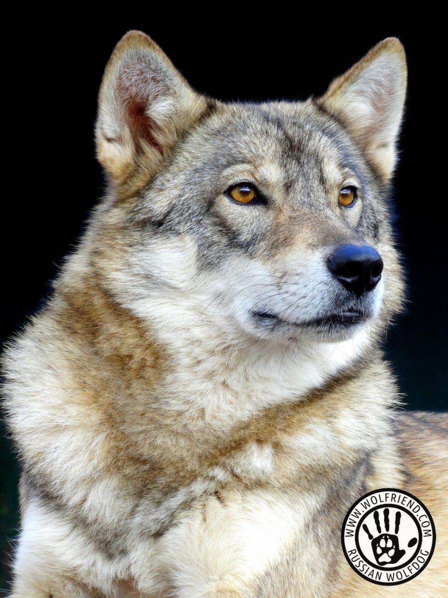 Волкособ Чили