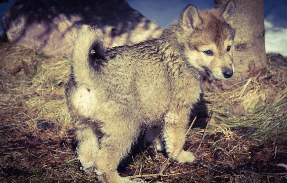 Порода Волэнд