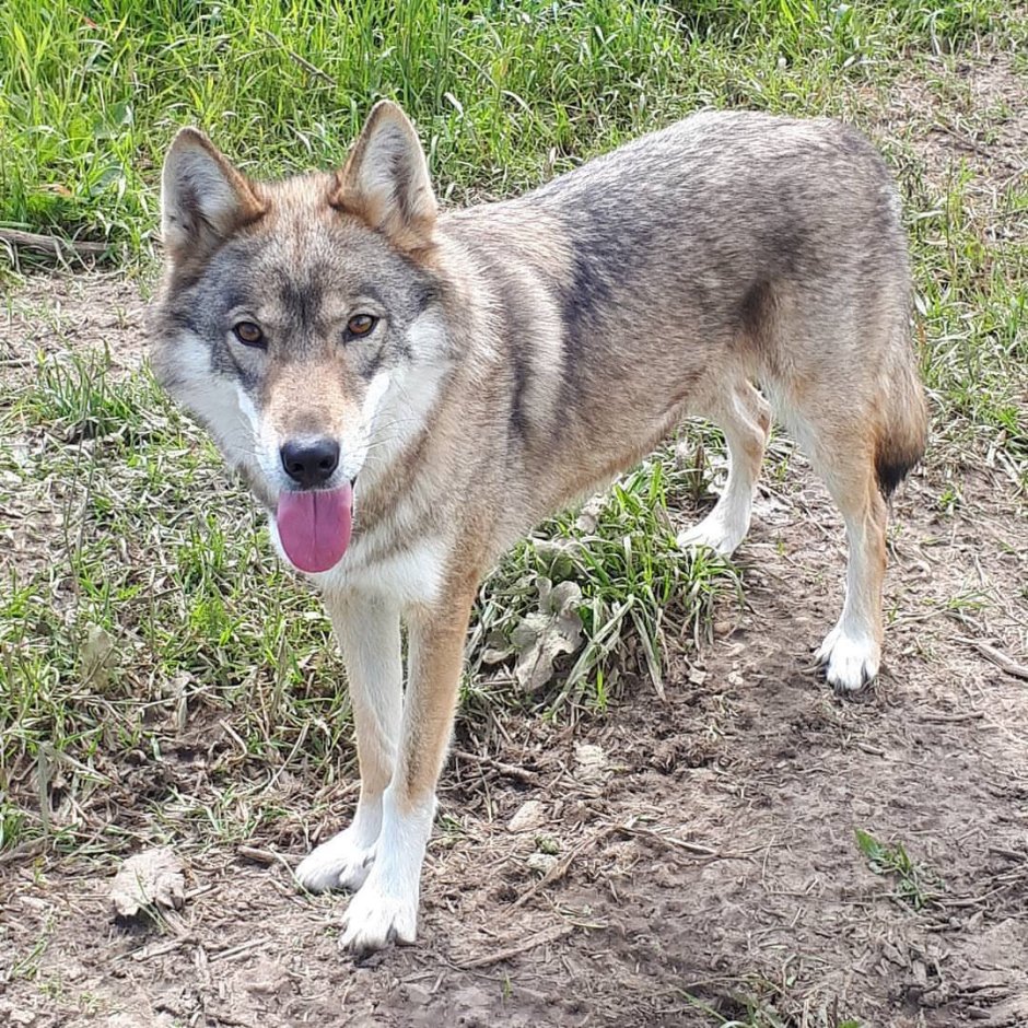 Волкособ хаски волк