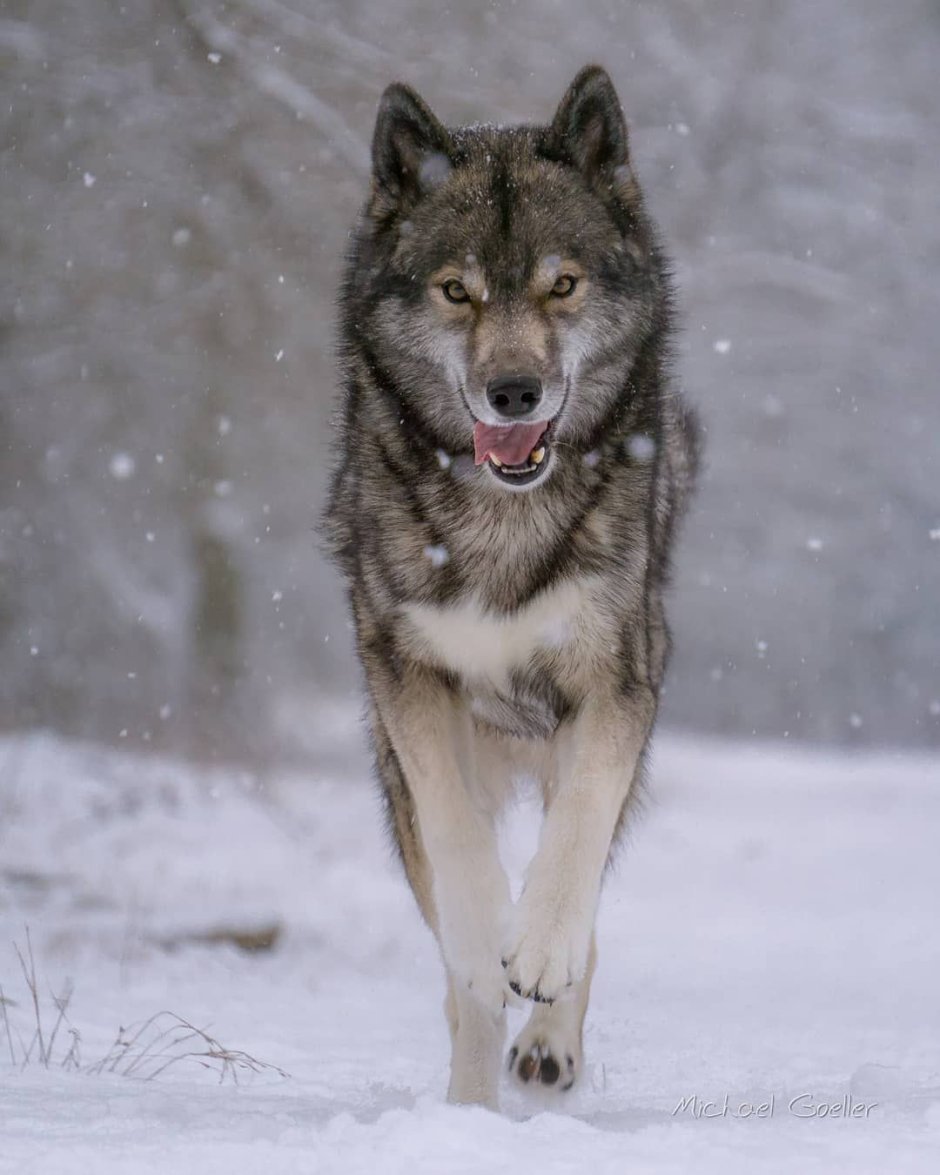 Хаски и волк