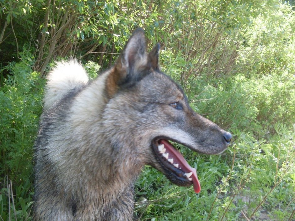 Метис лайки и волка