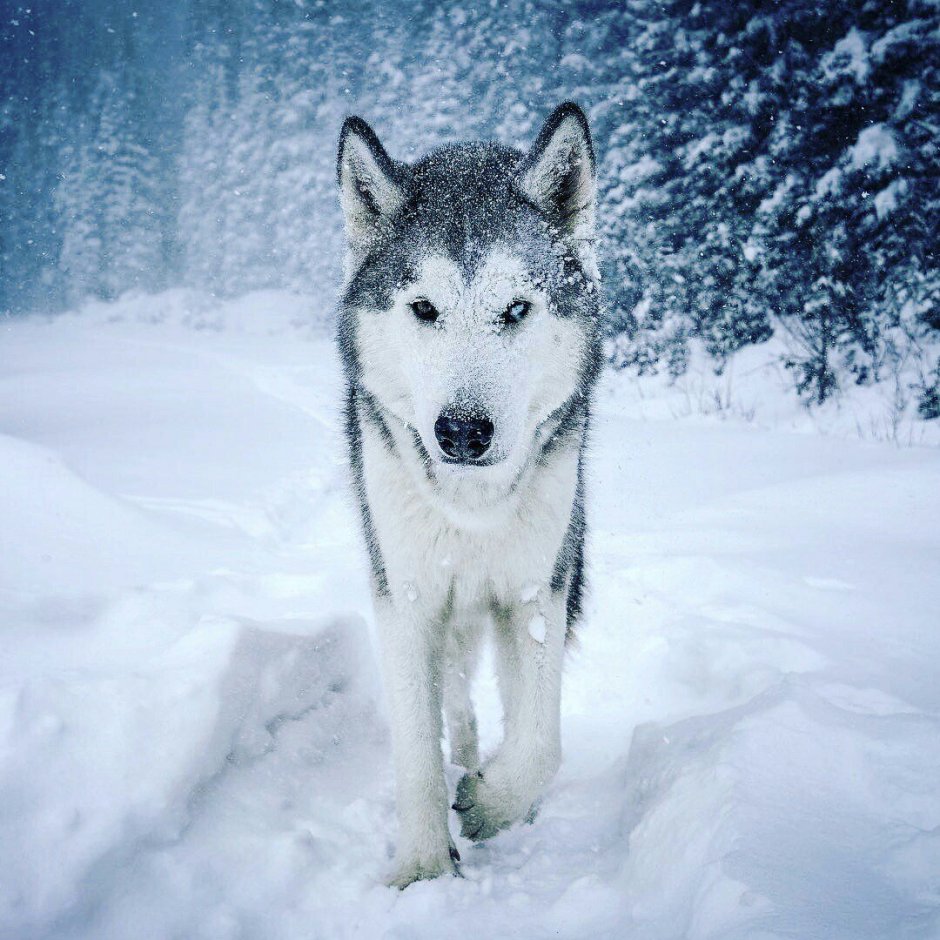 Волкособ хаски