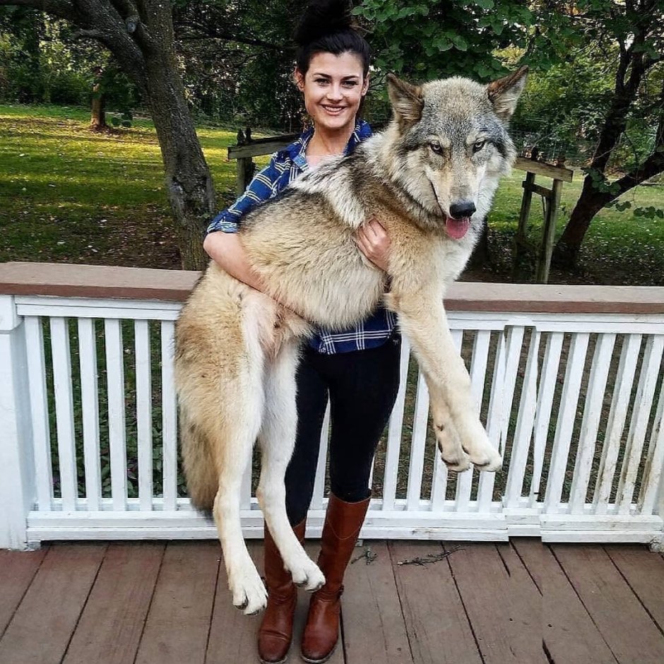 Гигантский волкособ Юки