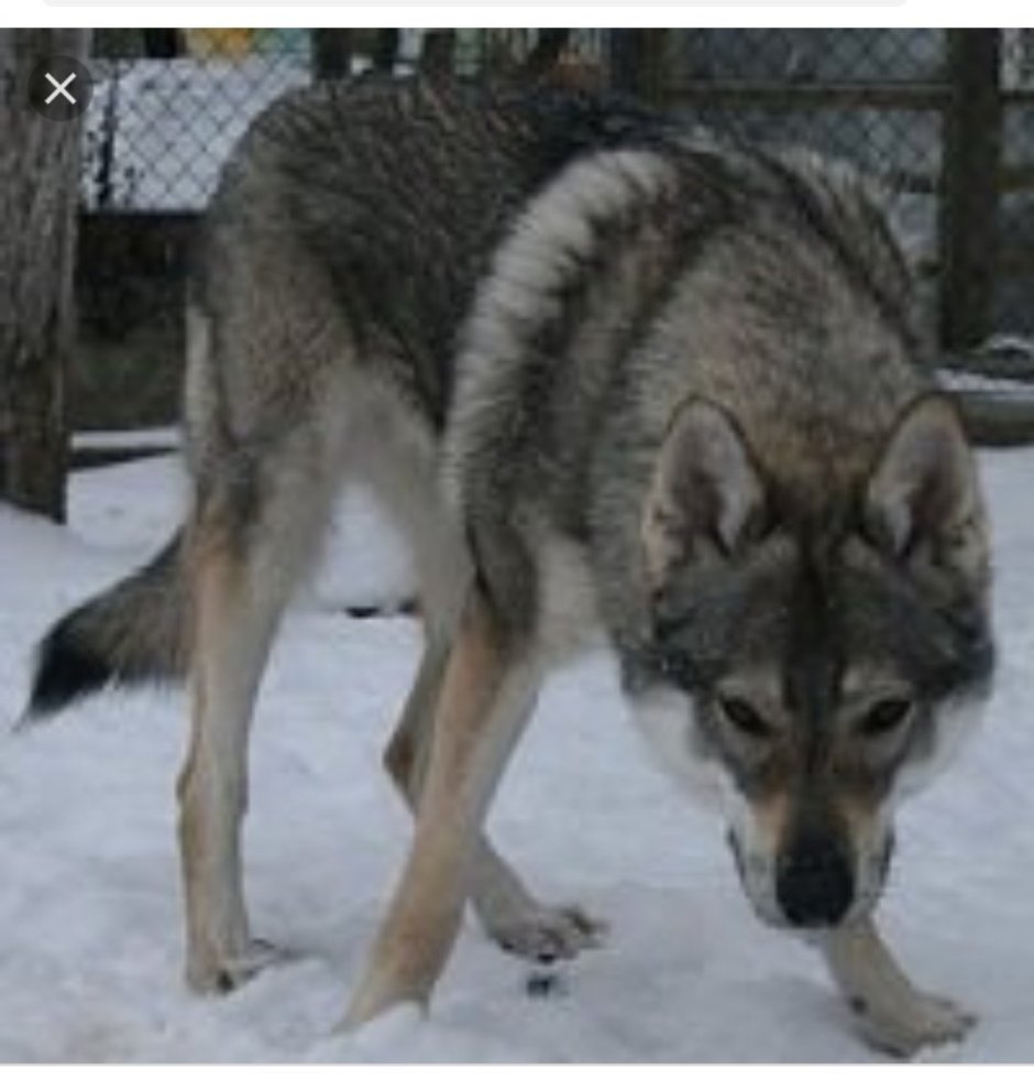 Лайки волкособы