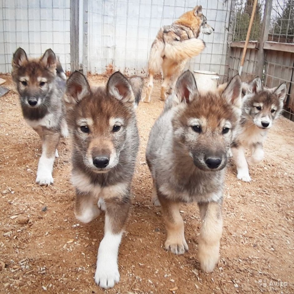 Западносибирская лайка волкособ