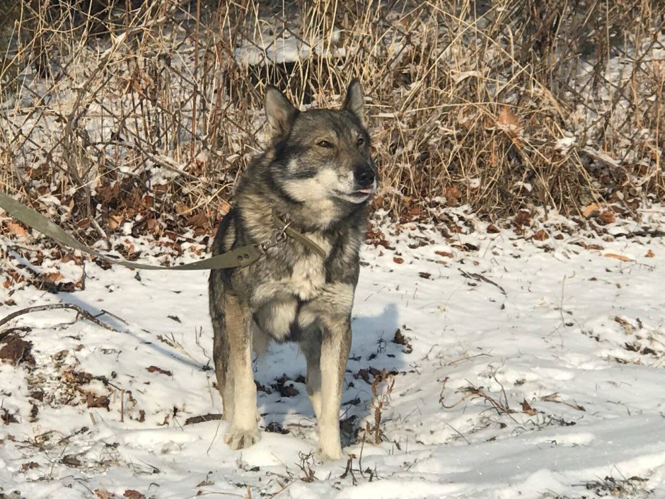 Метис лайки и волка