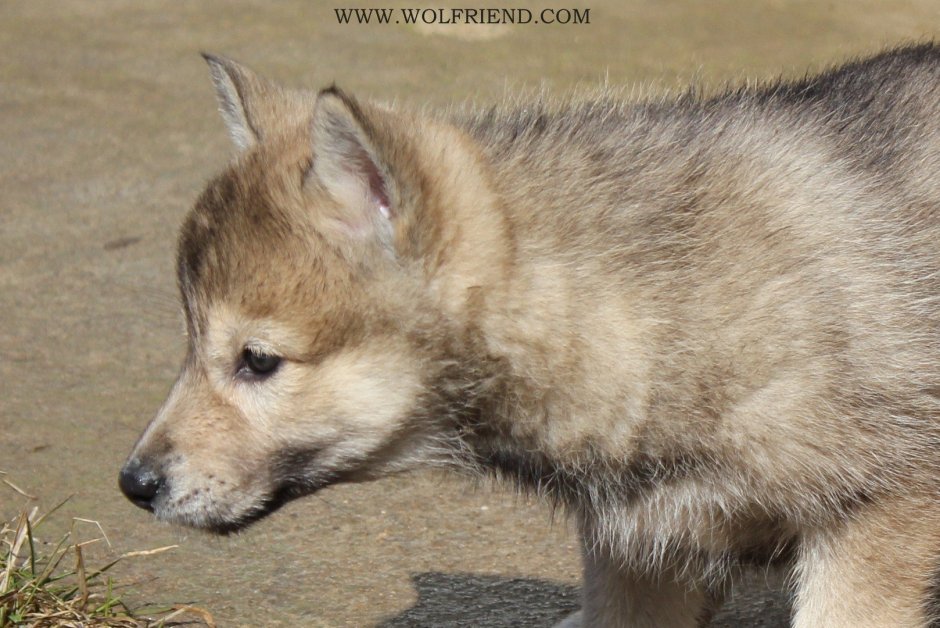 ЗСЛ волкособ