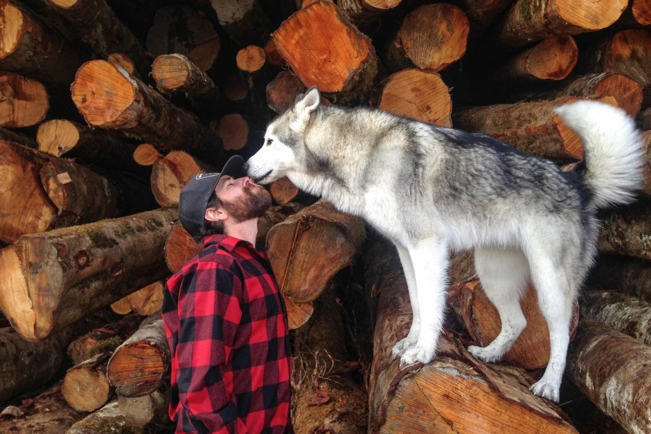 Локи собака порода