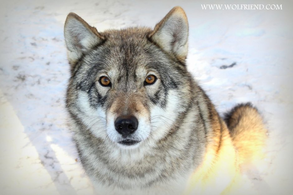 Сибирский волкособ