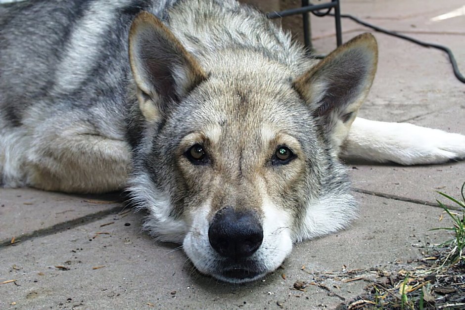 РКФ Волчья собака Сарлоса