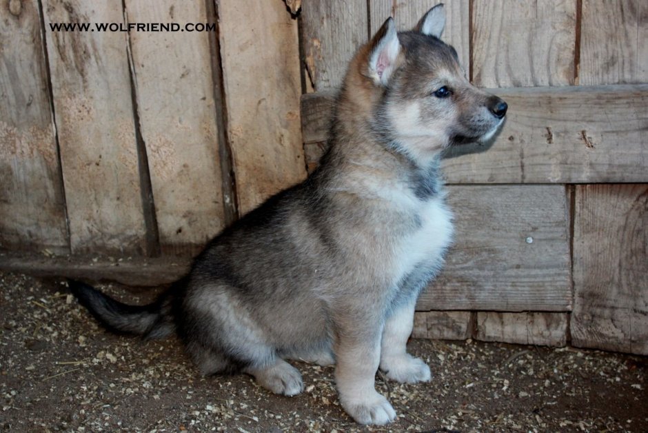 Волкособ щенки