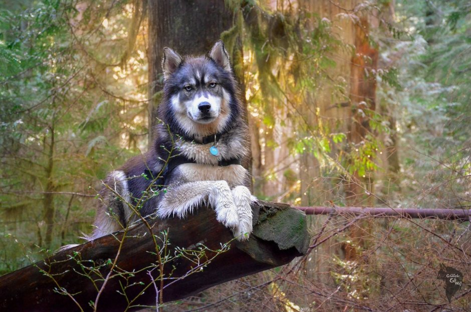 Лайка волкодав Сибирская