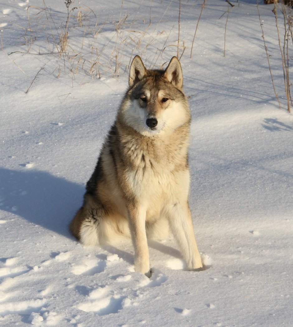 Сибирская лайка волкособ